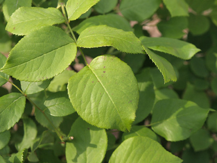 Augustine Guinoisseau leaf