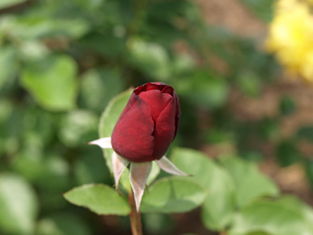 期間限定特価！　特大芸術写真 A2バラ 薔薇 ROSE 額付 70 X 79 特大芸術写真 A2バラ 薔薇 ROSE 額付 70 X 79